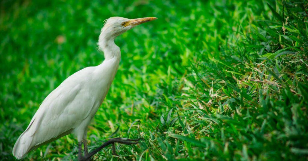 découvrez l'élégance des hérons garde-boeufs, ces magnifiques oiseaux aquatiques. apprenez-en plus sur leur habitat, leur comportement et leur rôle dans l'écosystème. plongez dans l'univers fascinant des egret et admirez leur grâce au bord des rivières.