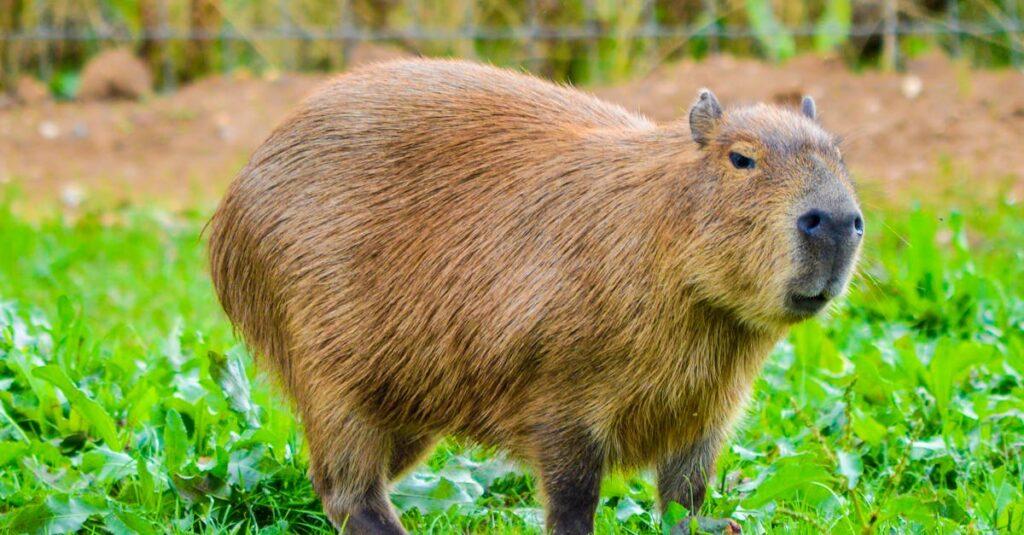 découvrez l'univers fascinant des capybaras, ces rongeurs sociables et adorables originaires d'amérique du sud. apprenez-en davantage sur leur mode de vie, leur habitat, et ce qui les rend si uniques dans le règne animal.