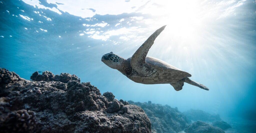 découvrez le coût d'achat et d'entretien d'une tortue, ainsi que les facteurs à prendre en compte pour garantir le bien-être de votre nouvel animal de compagnie. obtenez des conseils pratiques pour choisir la tortue qui vous convient.