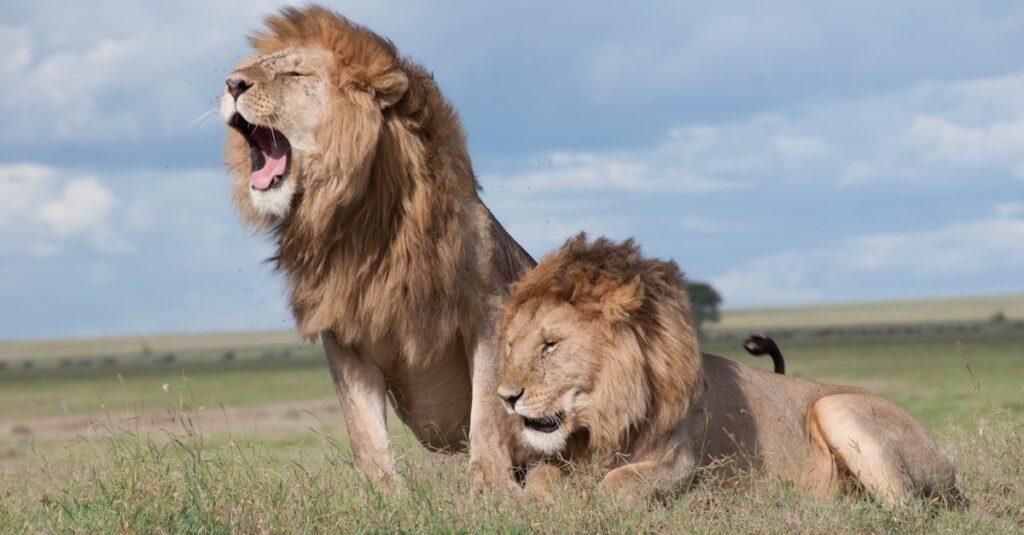 découvrez le majestueux lion, roi de la savane, et plongez dans son habitat, son comportement social et son rôle essentiel dans l'écosystème. apprenez tout sur ce fascinant prédateur et symbole de force et de courage.