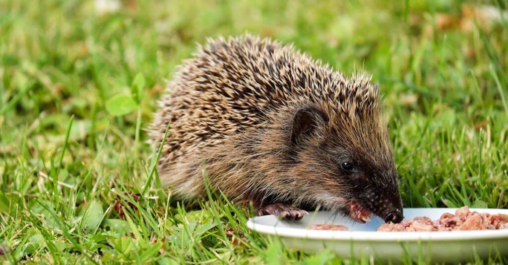 découvrez le fascinant monde des hérissons, ces adorables petits mammifères aux épines caractéristiques. apprenez tout sur leur habitat, leur comportement et les soins à leur apporter pour les protéger dans la nature.