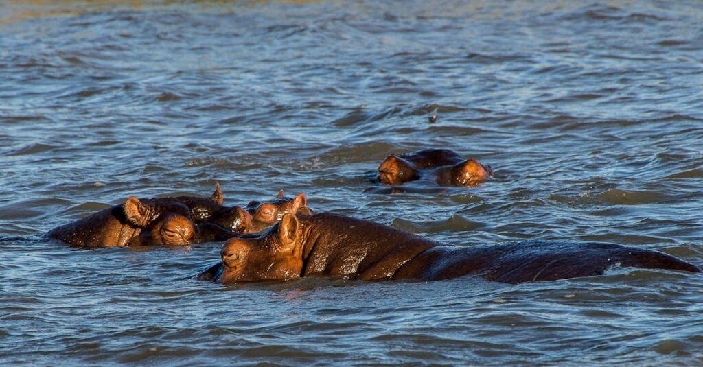 découvrez l'univers fascinant de l'hippopotame, cet impressionnant mammifère semi-aquatique connu pour son caractère unique. apprenez tout sur son habitat, son comportement, et son rôle dans l'écosystème tout en admirant ses qualités étonnantes.