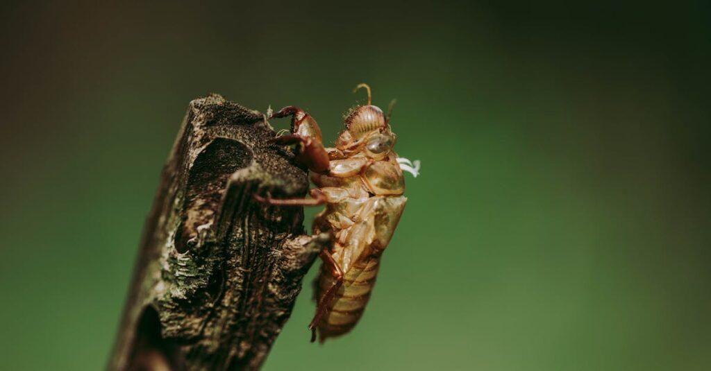 découvrez le fascinant monde des cigales : leur cycle de vie, leurs chants envoûtants et leur rôle essentiel dans l'écosystème. plongez dans l'univers de cet insecte emblématique et apprenez tout sur ses caractéristiques uniques.