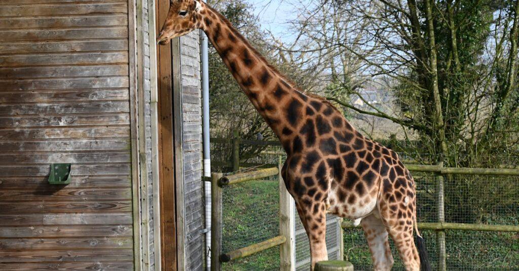 découvrez l'ensemble fascinant des vocalisations des girafes dans notre article sur le 'giraffe call'. apprenez comment ces majestueux animaux communiquent entre eux et expriment leurs émotions à travers une variété de sons uniques. plongez dans le monde incroyable des girafes et leur comportement vocal.