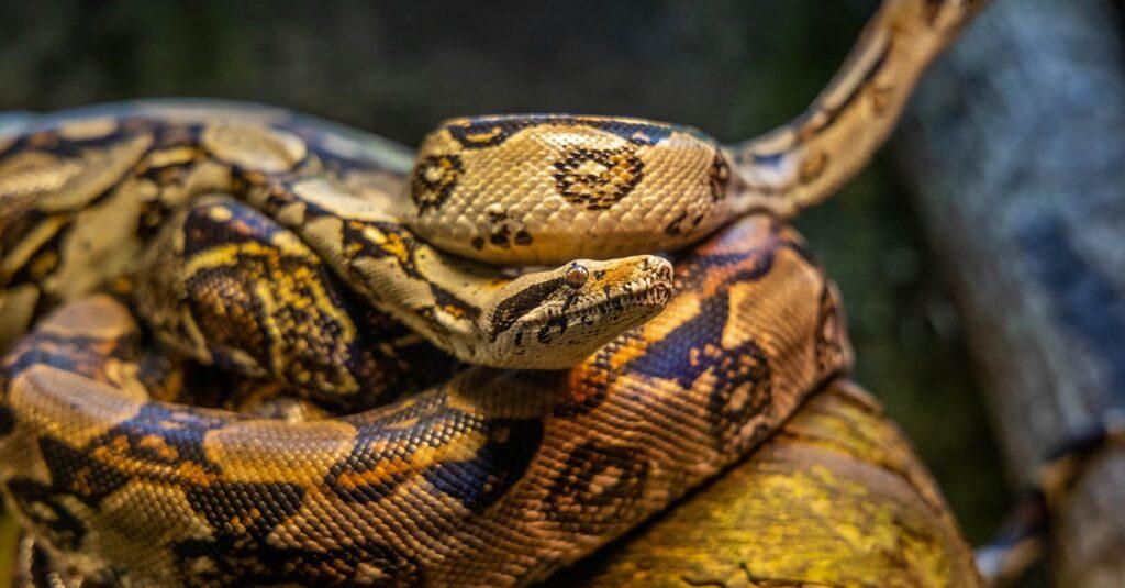 découvrez le monde fascinant des serpents les plus venimeux, où danger et beauté se côtoient. plongez dans des informations captivantes sur ces créatures redoutables, leurs habitats, leurs comportements et les mythes qui les entourent.