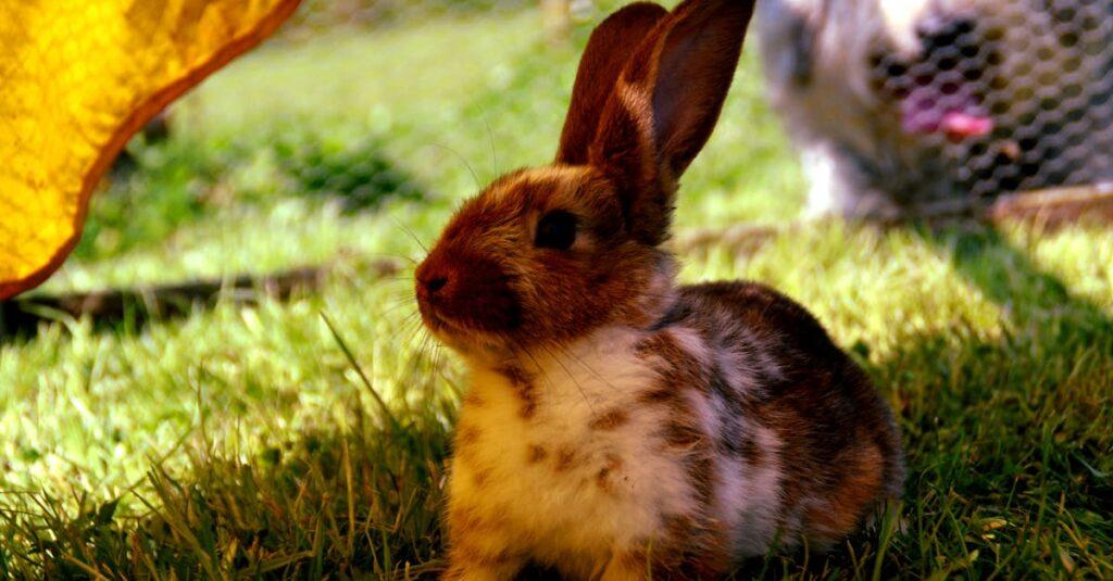 découvrez la durée de vie du lapin domestique et les facteurs influençant sa longévité. apprenez à en prendre soin pour assurer une vie saine et épanouissante à votre compagnon à grandes oreilles.