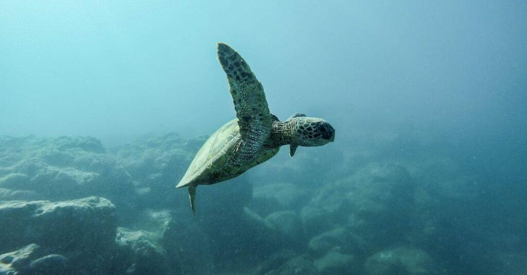 découvrez l'univers fascinant des tortues, des créatures marines aux nombreuses espèces terrestres. apprenez tout sur leur habitat, leur comportement et leur rôle crucial dans l'écosystème.