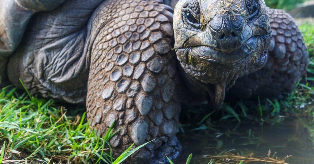 découvrez tout sur la longévité des tortues ! apprenez combien d'années vivent les différentes espèces de tortues et ce qui influence leur durée de vie. un guide complet pour les passionnés de ces reptiles fascinants.