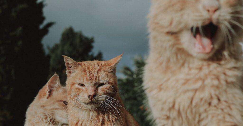 découvrez l'univers fascinant des chats ginger, avec leur pelage flamboyant et leur personnalité enjouée. apprenez tout sur leur comportement, leurs soins et leur histoire dans notre guide complet dédié à ces adorables félins.