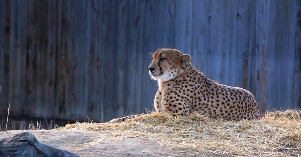 découvrez le guépard, l'animal terrestre le plus rapide du monde. apprenez-en plus sur ses caractéristiques fascinantes, son habitat naturel et ses comportements uniques dans cet article captivant.