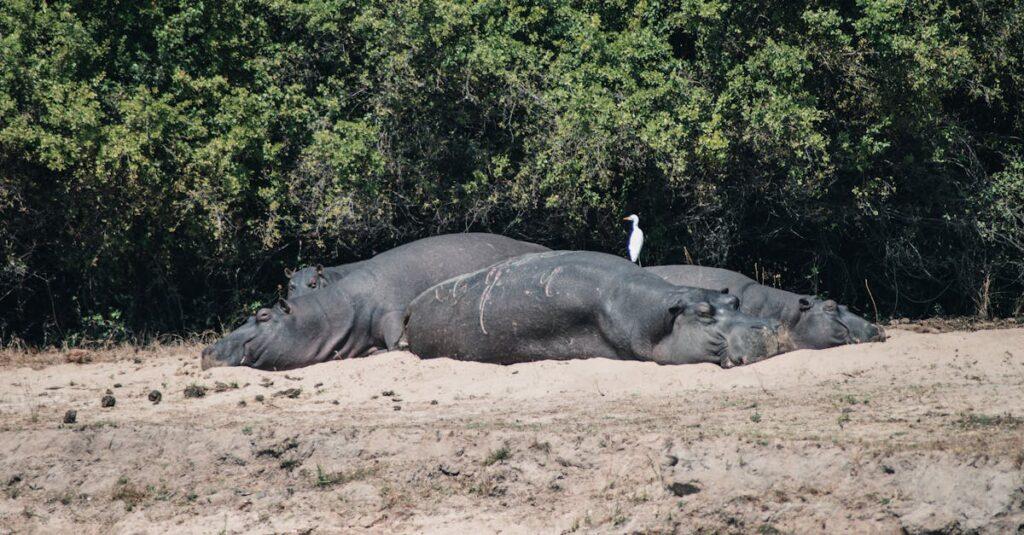 découvrez l'univers fascinant de l'hippopotame, ce géant des rivières africaines. apprenez-en plus sur son habitat, ses comportements et son rôle dans l'écosystème, tout en explorant des faits surprenants sur cet animal majestueux et souvent mal compris.