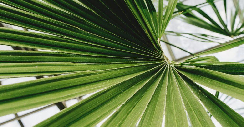 découvrez le monde fascinant des palmiers, symboles d'exotisme et de vacances. explorez les différentes espèces, leurs caractéristiques, ainsi que des conseils d'entretien pour apporter une touche tropicale à votre jardin.