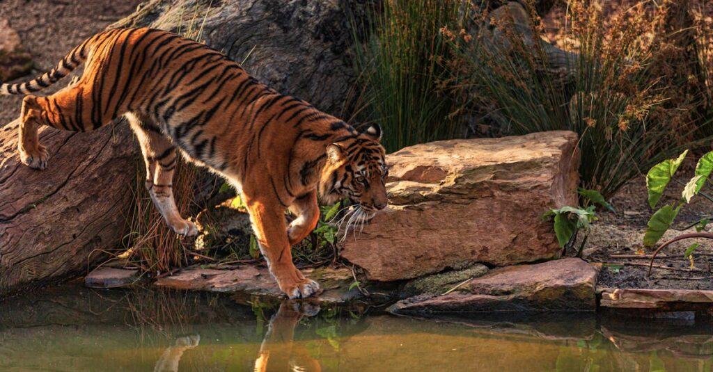 découvrez le majestueux tigre, roi de la jungle, connu pour sa puissance, sa beauté et son comportement fascinant. plongez dans l'univers de cet animal emblématique et apprenez-en plus sur sa vie, son habitat et les efforts de conservation pour protéger cette espèce menacée.