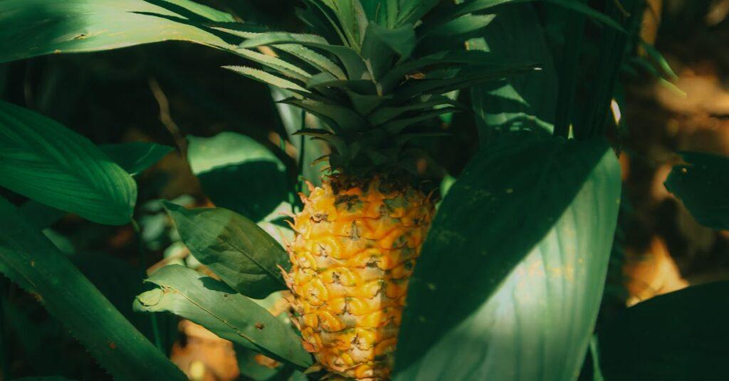 découvrez l'univers fascinant de l'ananas : un fruit tropical succulent, riche en vitamines et en saveurs. apprenez à l'intégrer dans vos recettes, ses bienfaits pour la santé et des astuces pour le choisir et le conserver.