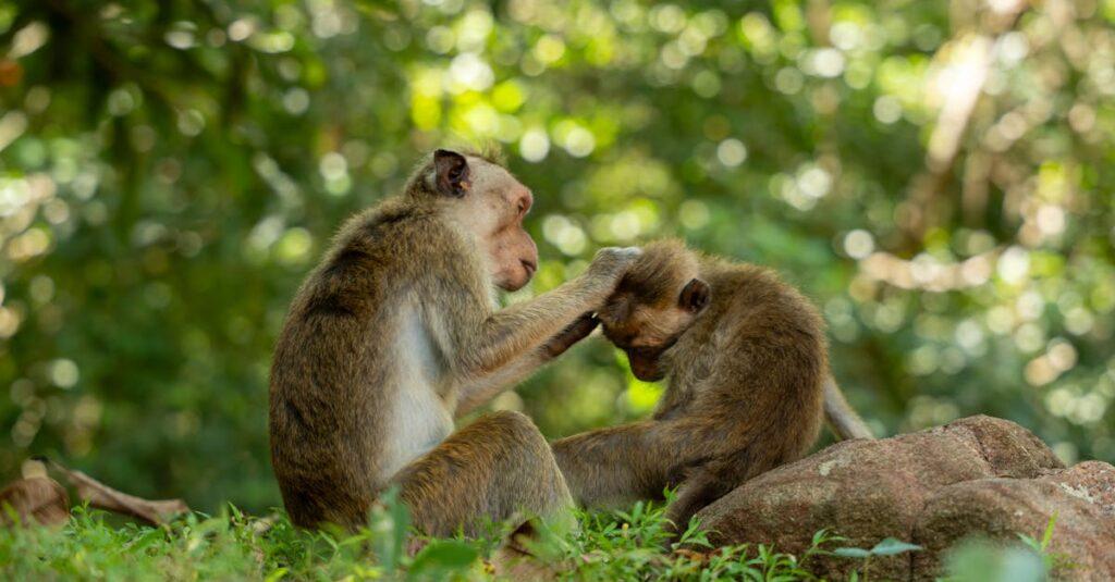 découvrez le fascinant monde des animaux intelligents ! explorez les capacités incroyables de diverses espèces, de leurs compétences en communication à leur capacité à résoudre des problèmes. apprenez comment l'intelligence animale façonne les comportements et les relations au sein de la nature.