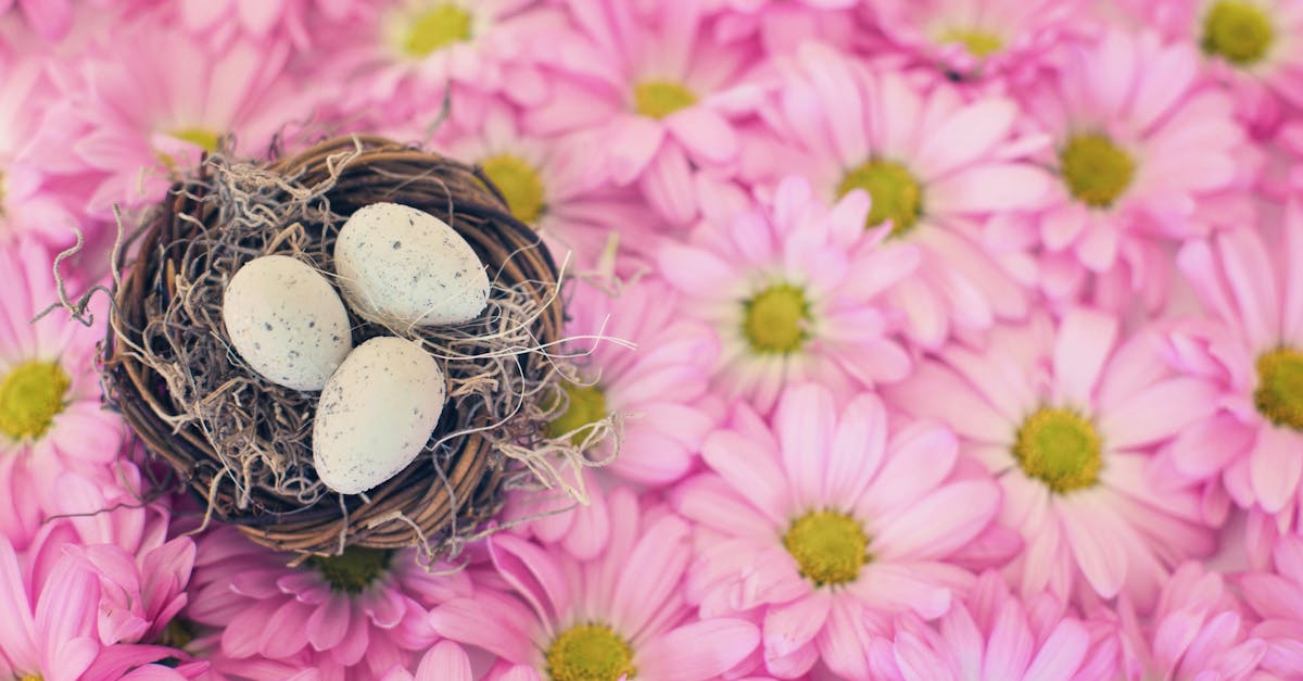 découvrez la signification des fleurs de naissance et leur symbolique unique. explorez les fleurs associées à chaque mois pour célébrer les anniversaires et personnaliser vos cadeaux avec une touche florale significative.
