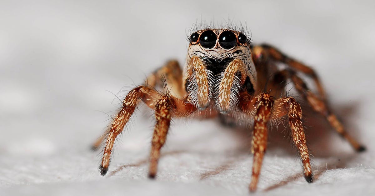 découvrez notre répulsif spécialement conçu pour éloigner les araignées. efficace et facile à utiliser, il protège votre maison et votre jardin des nuisibles indésirables. profitez d'un environnement serein grâce à notre solution naturelle et inoffensive pour les enfants et les animaux domestiques.