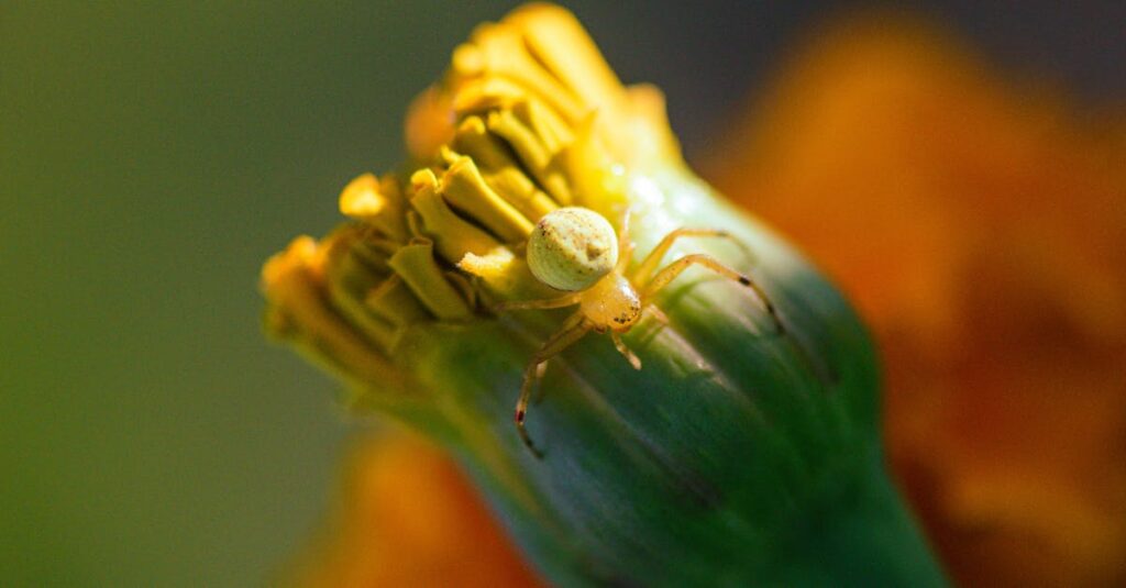découvrez notre répulsif contre les araignées, une solution efficace et naturelle pour éloigner ces nuisibles de votre intérieur. protégez votre maison des araignées grâce à notre produit facile à utiliser et sans danger pour votre famille et vos animaux.