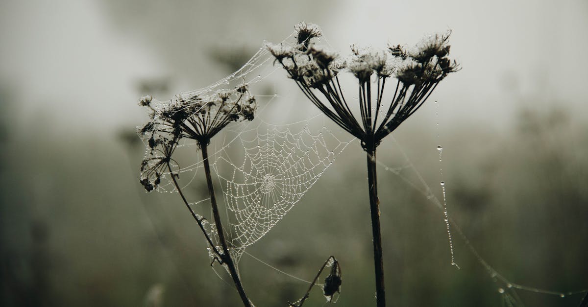 découvrez notre spray anti-arachnides efficace pour éloigner les araignées de votre maison. formule naturelle et sécurisée, idéale pour une protection durable et une atmosphère paisible. protégez votre espace de vie des nuisibles sans produits chimiques agressifs.