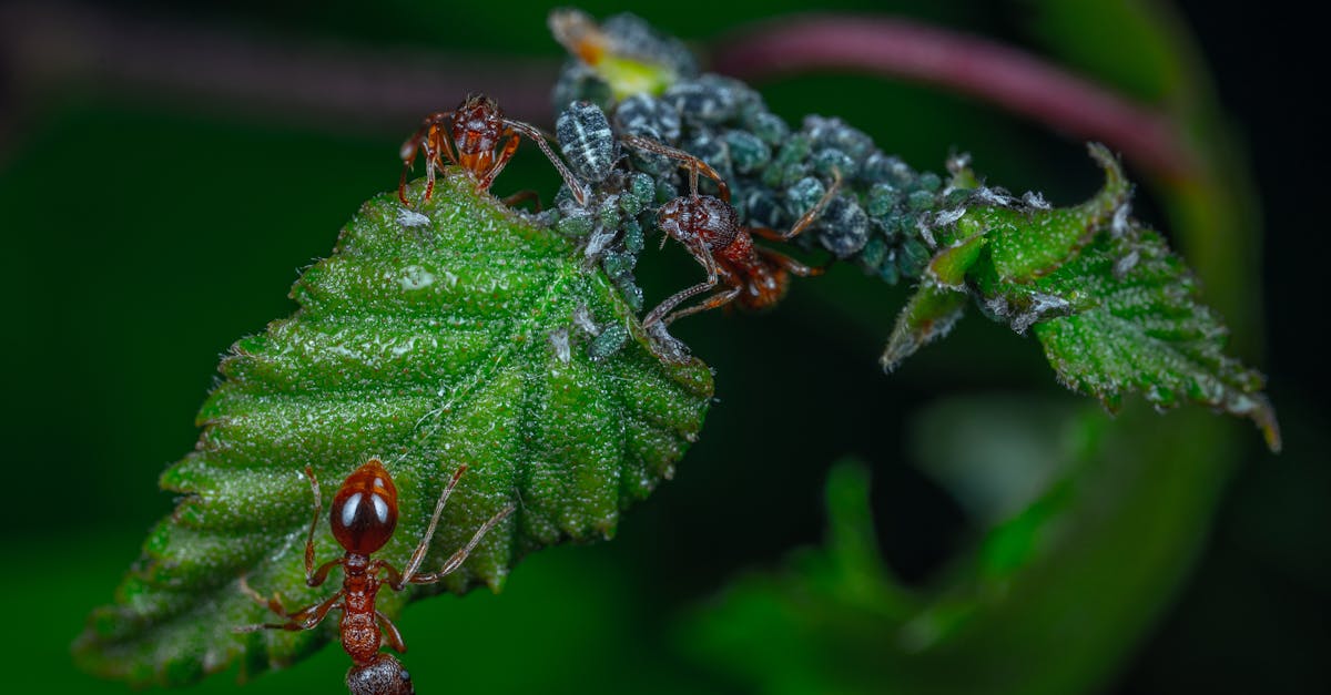 découvrez notre répulsif naturel contre les fourmis, une solution efficace et écologique pour protéger votre maison sans produits chimiques nocifs. dites adieu aux nuisibles tout en préservant votre environnement.