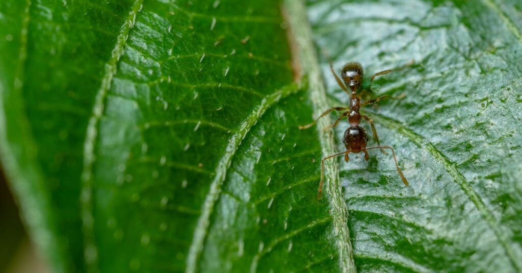 découvrez notre répulsif naturel contre les fourmis, une solution écologique et efficace pour protéger votre maison des nuisibles tout en respectant l'environnement. protégez votre intérieur grâce à des ingrédients sûrs et naturels.