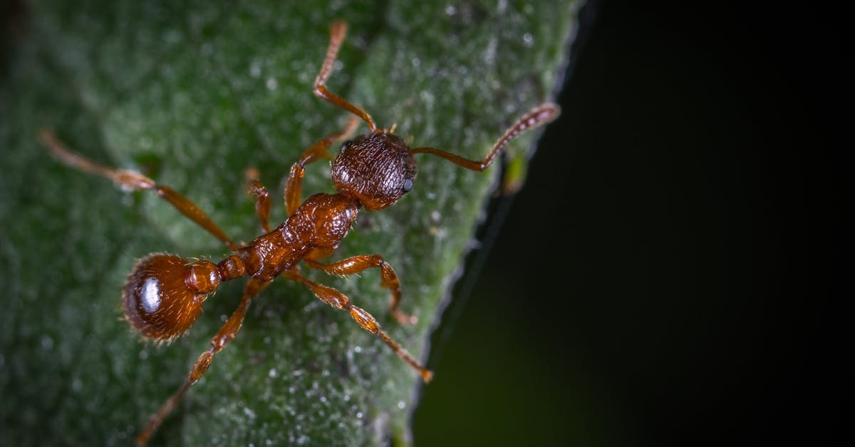 découvrez notre répulsif naturel pour fourmis, une solution efficace et écologique pour éloigner ces insectes indésirables de votre maison et de votre jardin. protégez votre espace de manière saine et respectueuse de l'environnement.