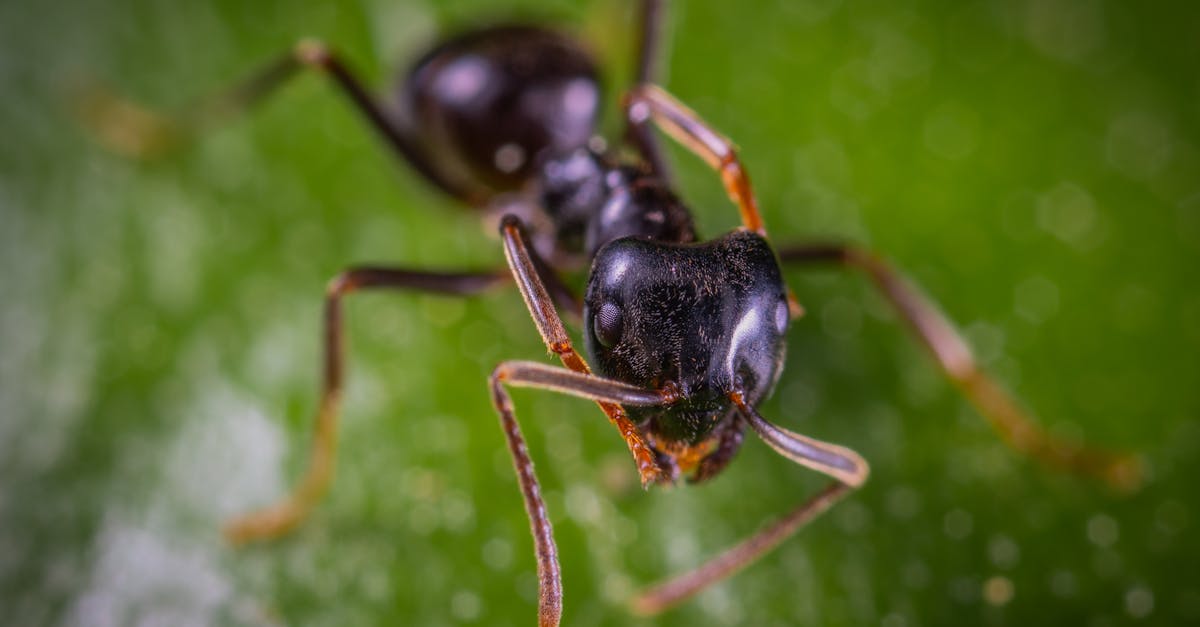 découvrez notre répulsif naturel contre les fourmis, une solution efficace et écologique pour protéger votre maison des invasions sans produits chimiques nocifs. offrez à votre intérieur une protection durable tout en respectant l'environnement.