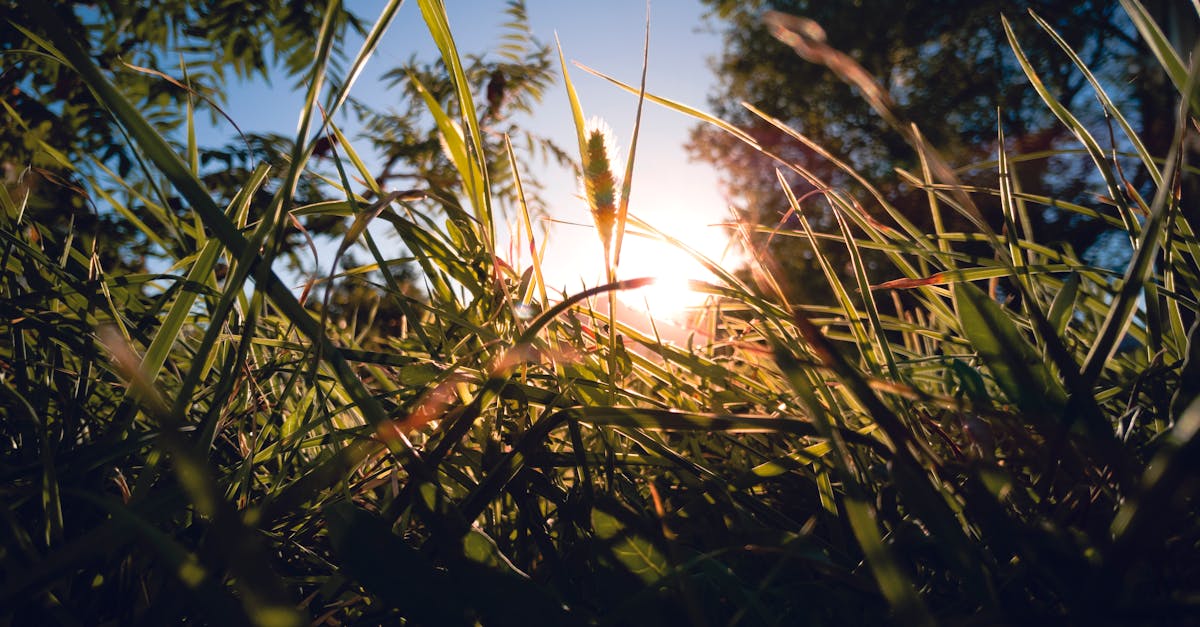 découvrez l'importance de la vitamine d pour votre santé. apprenez comment elle contribue à renforcer vos os, soutenir votre système immunitaire et améliorer votre bien-être général. informez-vous sur les sources alimentaires et les compléments pour maintenir des niveaux optimaux.