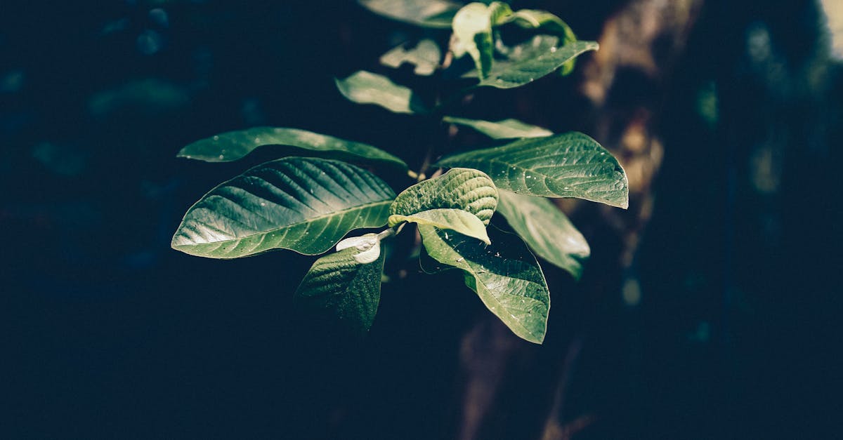 découvrez les bienfaits de la vitamine d pour votre santé. apprenez comment elle soutient votre système immunitaire, renforce vos os et améliore votre bien-être général. explorez des sources naturelles et des conseils pour optimiser votre apport en vitamine d.
