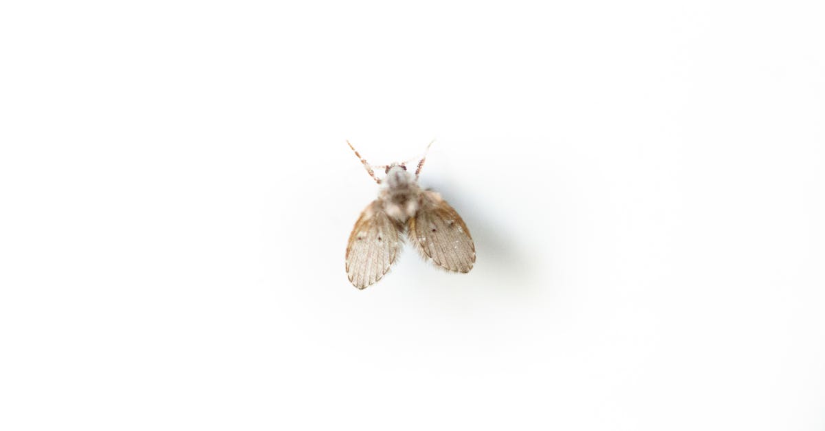 découvrez tout sur les gnats, ces petits insectes nuisibles qui peuvent envahir nos espaces extérieurs. apprenez à les identifier, à comprendre leur comportement et à mettre en place des stratégies efficaces pour les contrôler et protéger votre jardin.