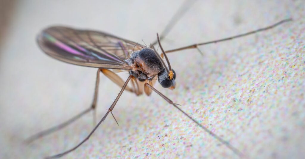 découvrez tout sur les gnats, ces petits insectes volants parfois gênants. apprenez à les identifier, leurs habitats, et des conseils pour les prévenir et les éliminer efficacement.