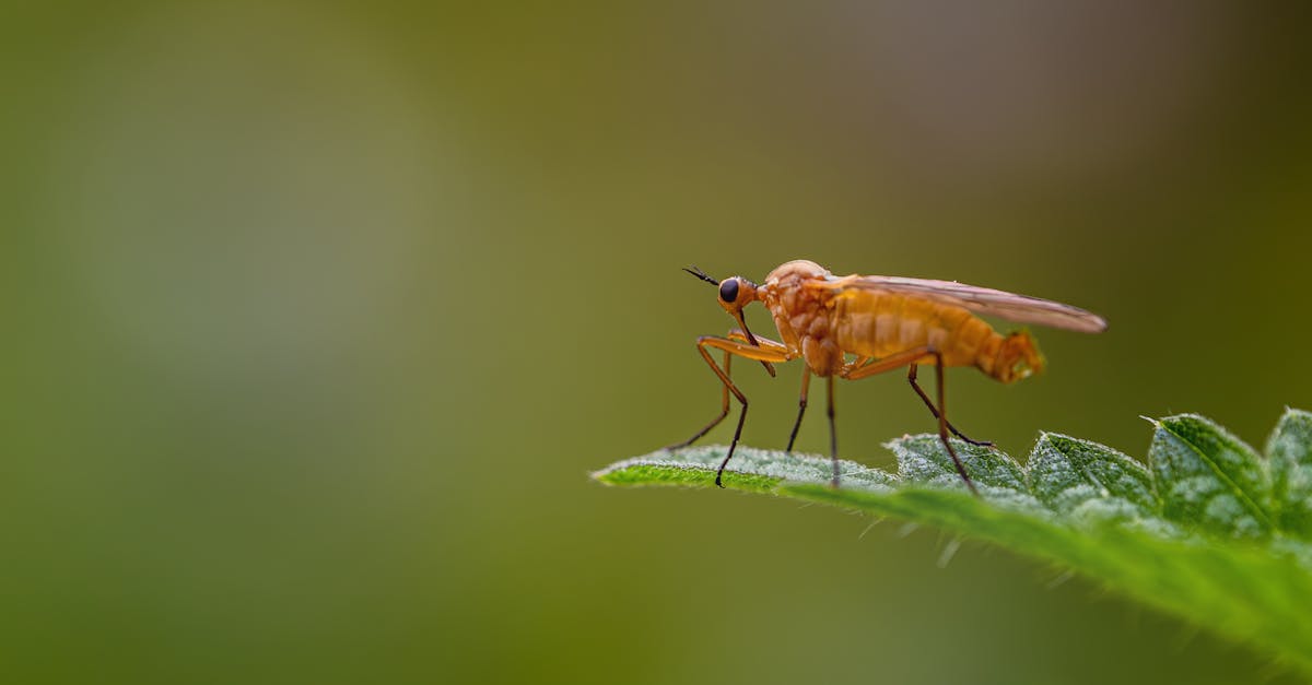 découvrez tout ce que vous devez savoir sur les gnats, ces petits insectes volants souvent nuisibles. apprenez à les identifier, comprendre leur cycle de vie et explorez les méthodes efficaces pour les contrôler et prévenir leur infestation.