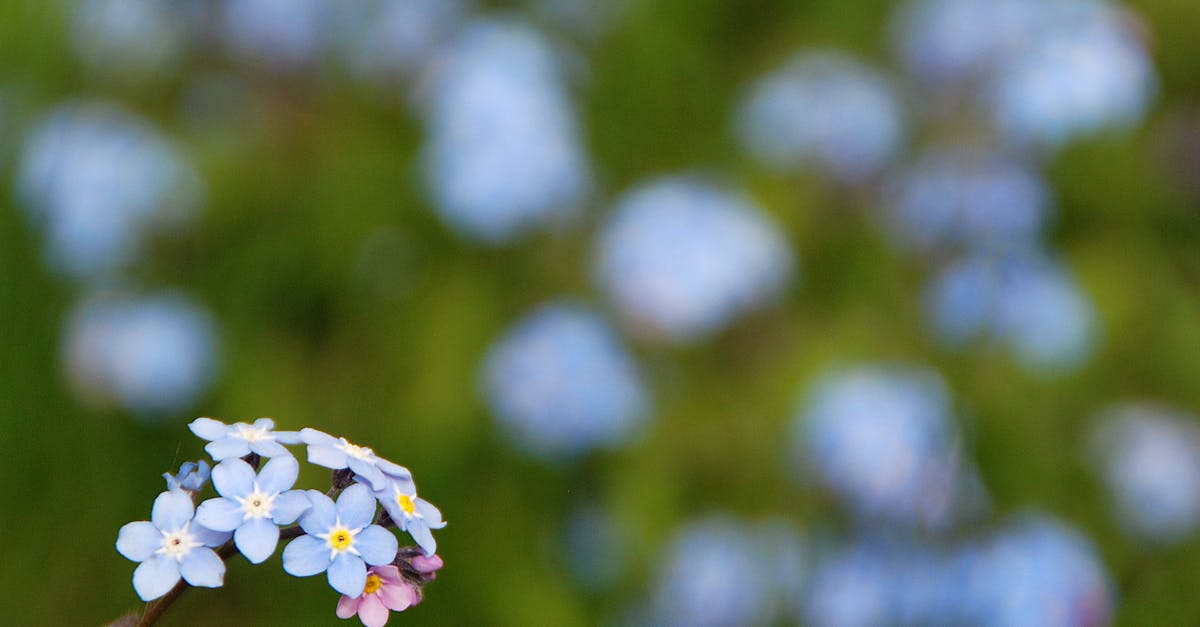 découvrez une aventure romantique au cœur de la nature avec 'love is in the meadow'. suivez des histoires authentiques de rencontres et de sentiments naissants dans un décor champêtre.