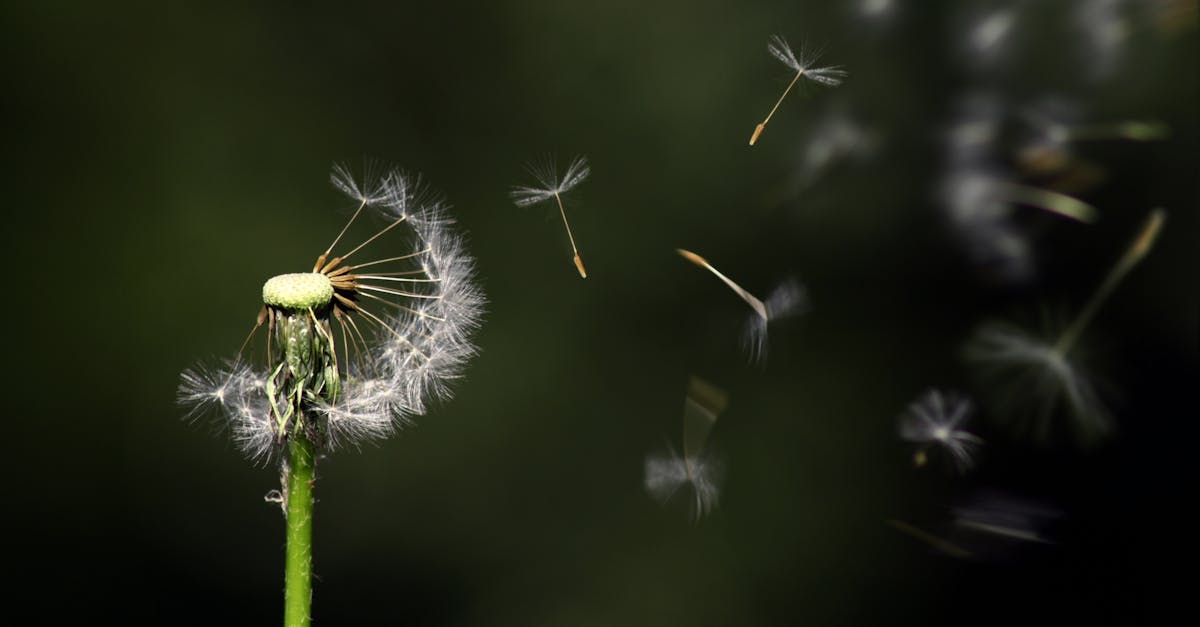 découvrez des solutions naturelles pour repousser les mouches efficacement. astuces, recettes maison et répulsifs écologiques pour une maison sans produits chimiques.