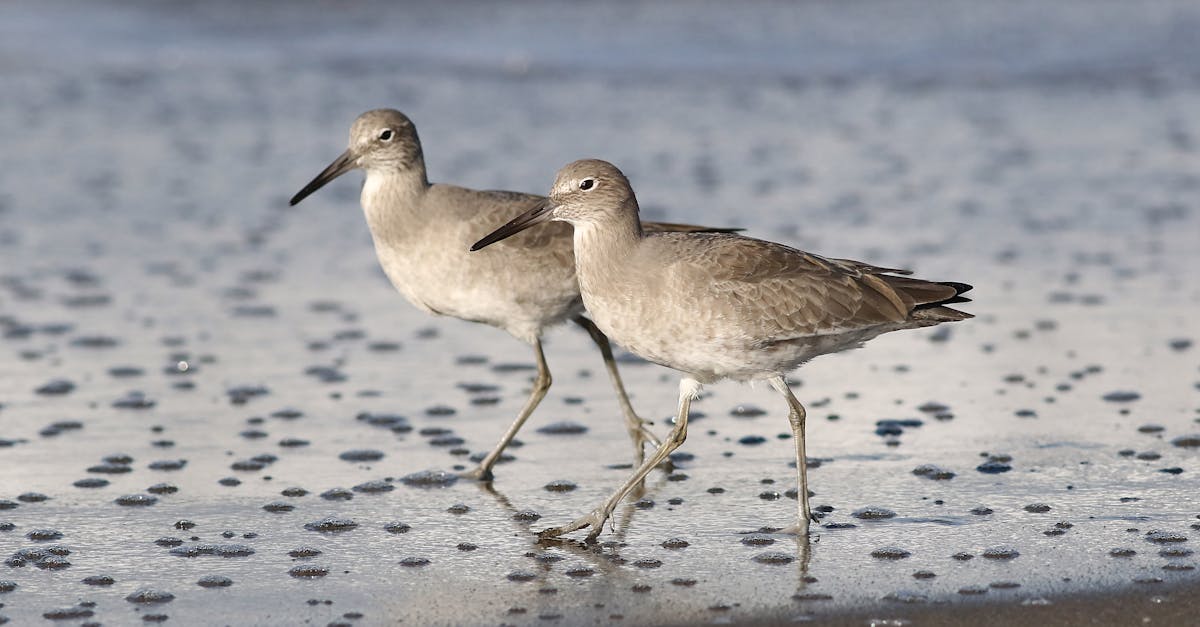 découvrez tout sur le sand flea, cet insecte fascinant qui évolue dans les plages de sable. apprenez ses caractéristiques, son habitat, et son impact sur l'environnement. idéal pour les amoureux de la nature et les curieux des créatures marines.