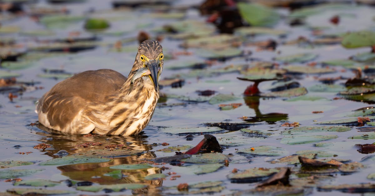 découvrez les causes possibles de pertes marron (brown discharge), leurs symptômes associés et quand consulter un professionnel de santé. informations claires pour mieux comprendre ce phénomène.