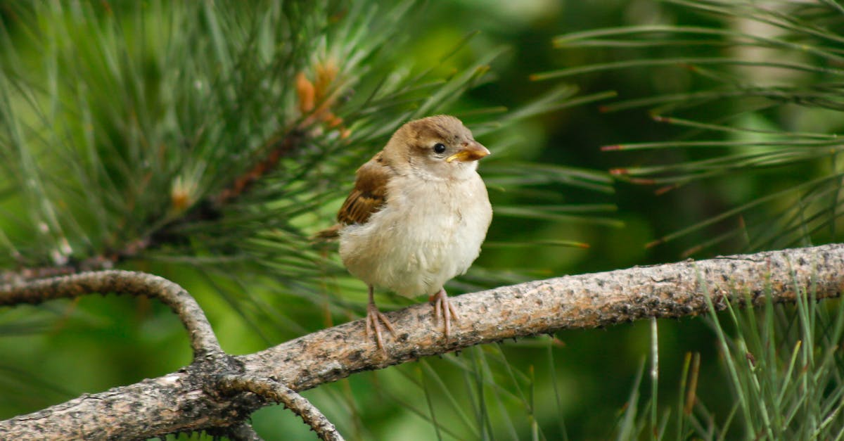 découvrez les causes possibles des pertes marron chez la femme, leur signification et à quel moment consulter un professionnel de santé. informations claires sur les pertes vaginales brunes.
