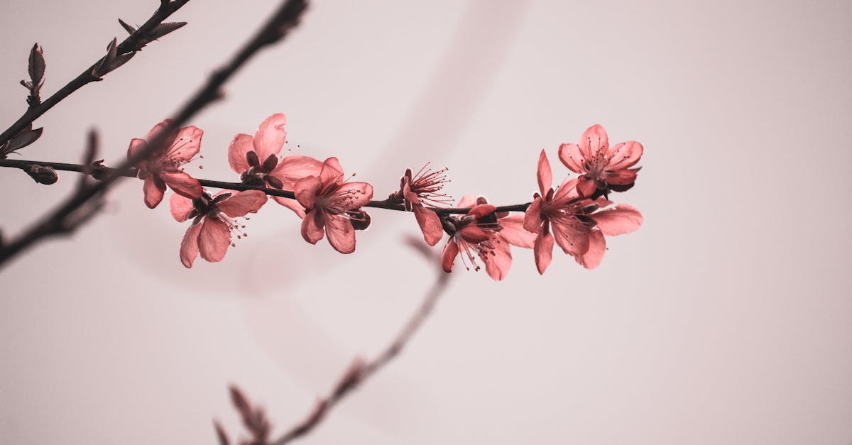 découvrez le lumi blush balayage, la technique tendance pour un teint éclatant et naturellement sculpté. conseils, astuces et inspirations pour un effet bonne mine garanti.