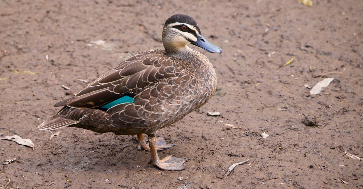 découvrez la carrière et la vie d'anthony delon, acteur emblématique français, fils de l'iconique alain delon, reconnu pour ses rôles dans le cinéma français et international.