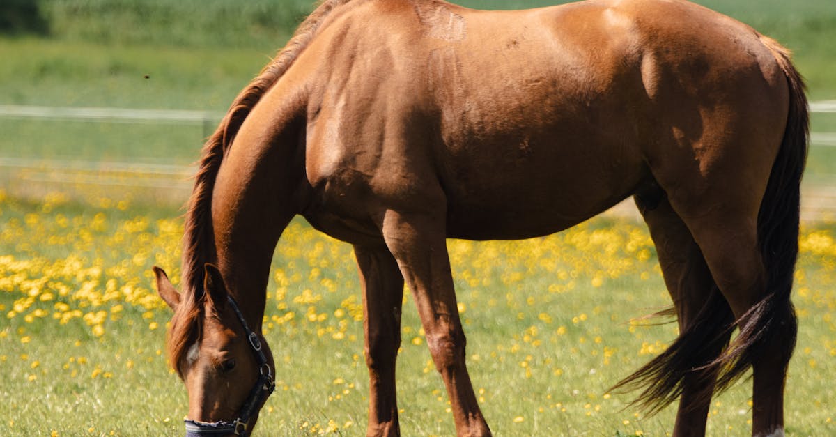 célébrez la fête des pères 2025 avec des idées de cadeaux uniques, des messages touchants et des activités spéciales pour honorer tous les papas.
