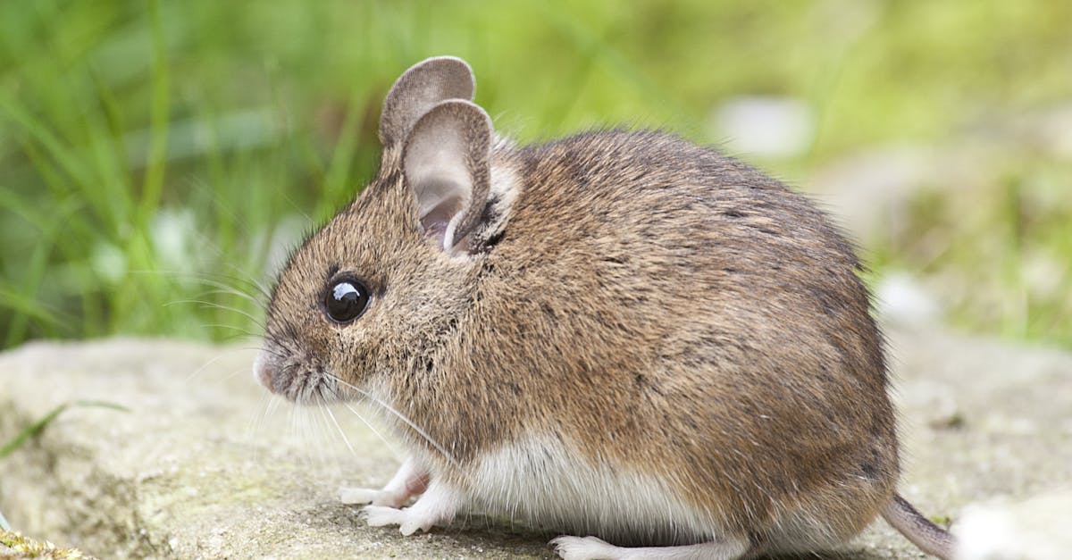 découvrez comment obtenir des cheveux marron glacé brillants et élégants avec nos astuces et conseils de soins capillaires professionnels.