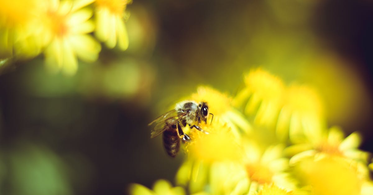 découvrez le honey balayage, une technique de coloration qui illumine vos cheveux avec des reflets dorés et naturels pour un look chaud et estival.