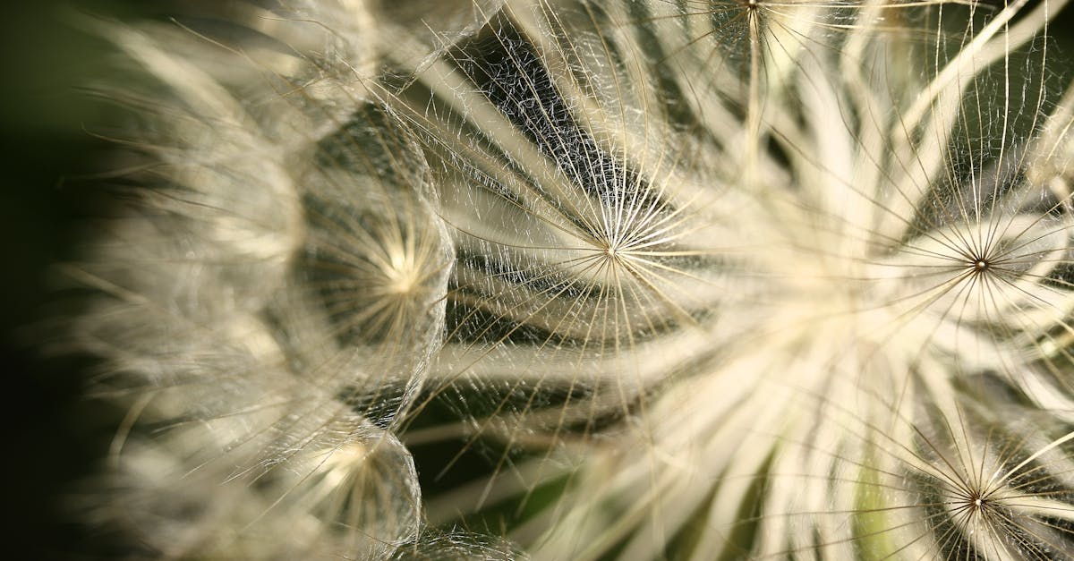 découvrez notre herbicide naturel efficace pour éliminer les mauvaises herbes sans produits chimiques nocifs. respectueux de l'environnement et sûr pour votre jardin.