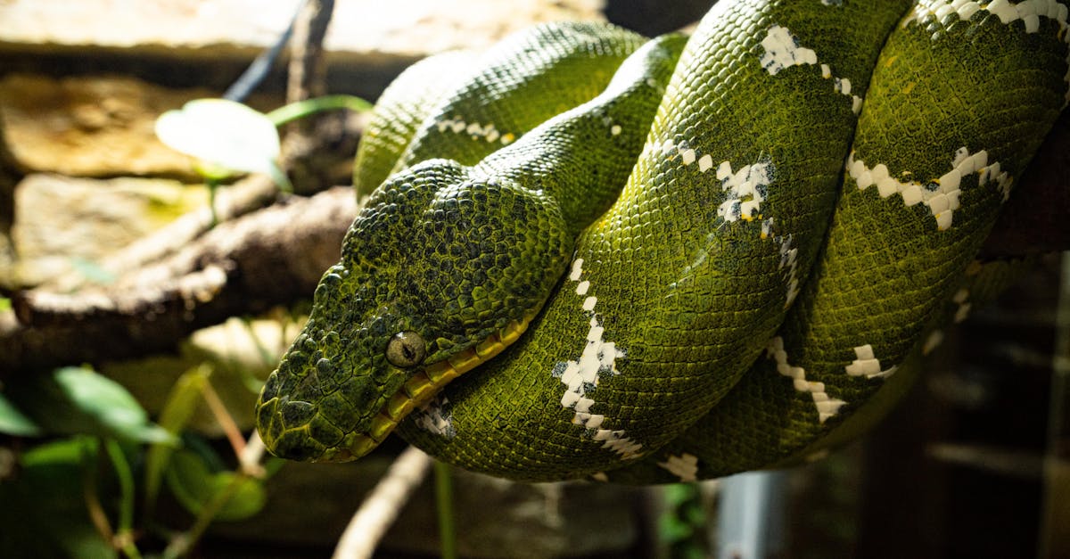 découvrez la signification des rêves de serpent : interprétations, symbolisme et messages cachés liés à voir un serpent dans vos rêves.