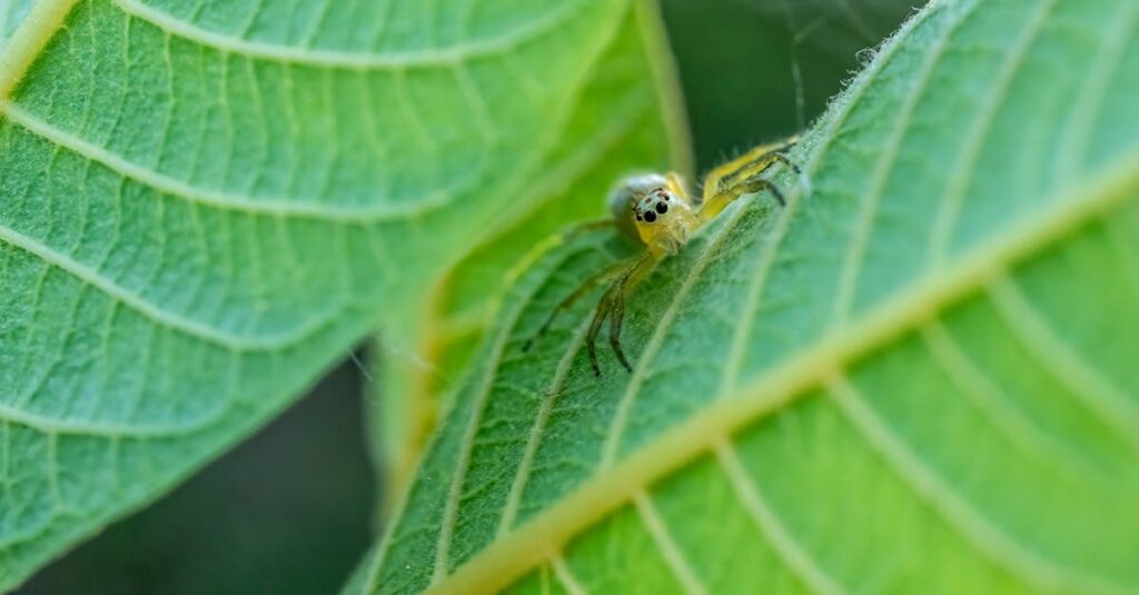 Rêver d’araignée : un signe de malchance ou un présage positif ? découvrez la signification fascinante des rêves d'araignées et explorez leurs symboles mystérieux dans votre subconscient.