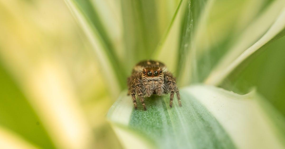 découvrez la signification des rêves avec des araignées et explorez les symboles cachés de votre subconscient dans notre guide complet sur les rêves d'araignées.