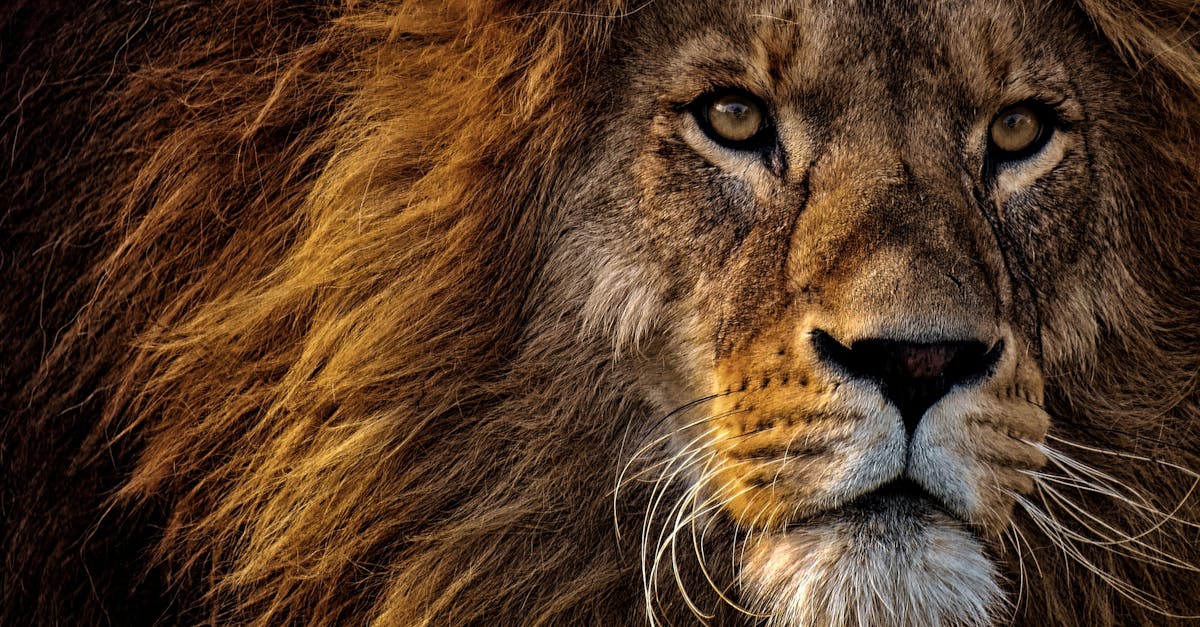 découvrez l'histoire épique du roi lion, un classique intemporel qui suit le courage et la destinée de simba dans la savane africaine.
