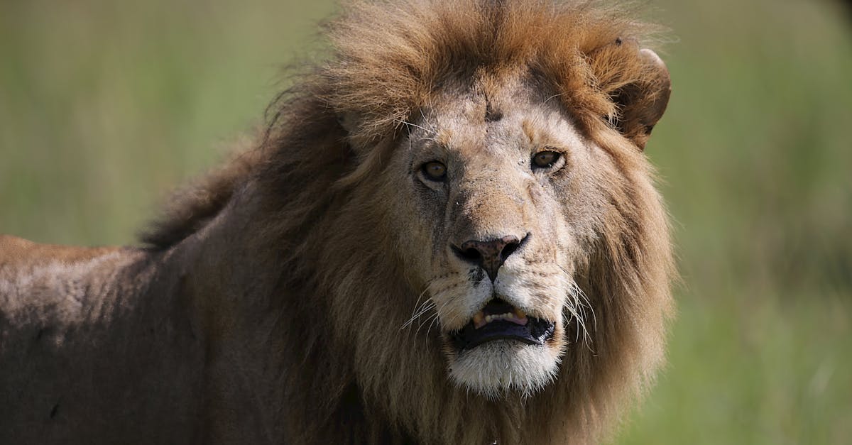 découvrez the lion king, un classique intemporel qui raconte l'aventure épique de simba, le lionceau destiné à devenir roi, mêlant émotions, musique entraînante et paysages majestueux.