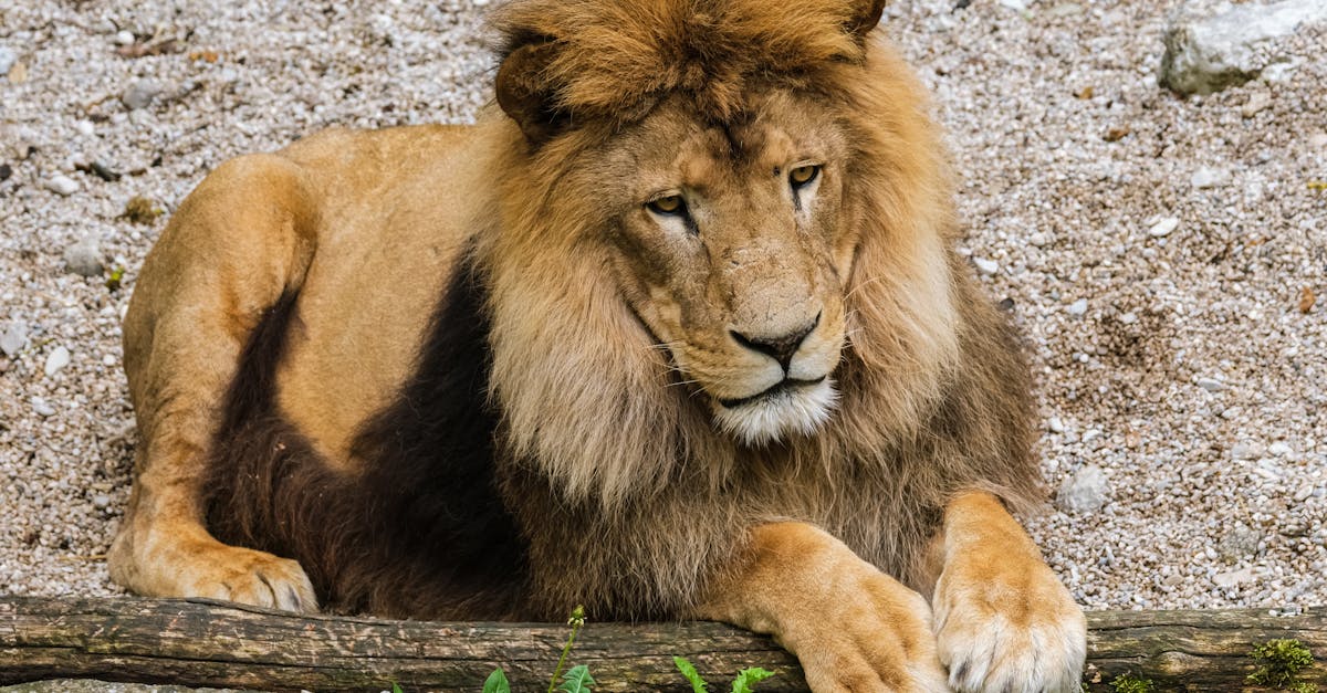 découvrez l'histoire épique du roi lion, un classique intemporel qui suit le parcours héroïque de simba, un jeune lion destiné à régner sur la savane africaine.