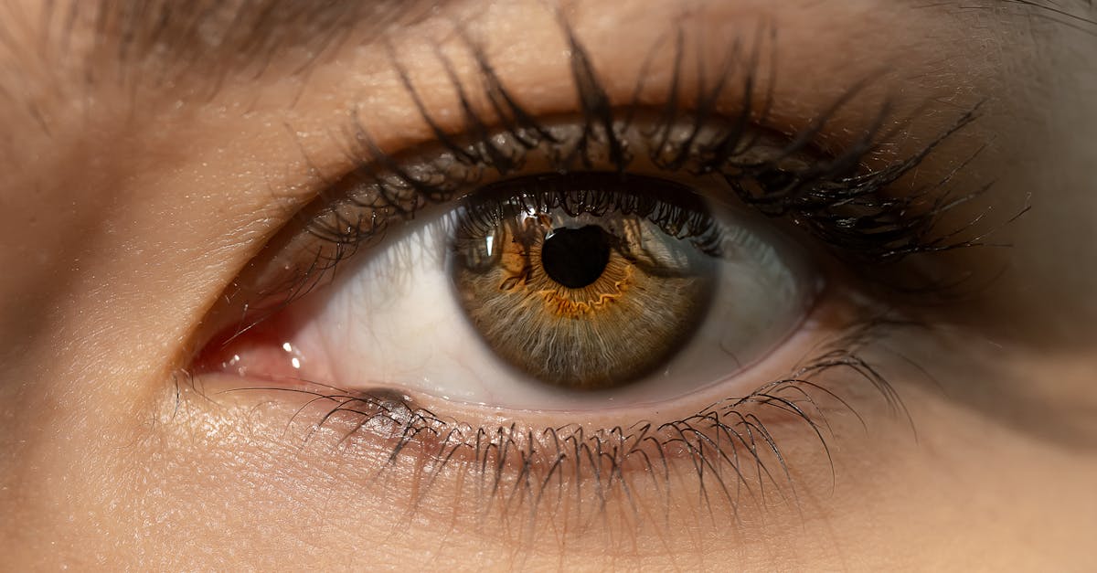 découvrez des astuces et idées pour un maquillage des yeux marron naturel et élégant, parfait pour toutes les occasions.